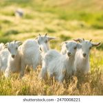 国内绝对真实偷窥短视频 7775qq